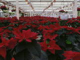 Poinsettias in greenhouse Lámina fotográfica por John Luke