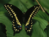 A Close View of a Tiger Swallowtail Butterfly Fotografie-Druck von Medford Taylor