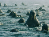 Atlantic Walruses Take a Swim in the Arctic Ocean Photographic Print by Norbert Rosing