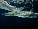 A School of Sand Tiger Sharks Photographic Print by George Grall
