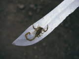 A Small Scorpion Found in the School Storage Room Sits on a Knife Blade Photographic Print by Maria Stenzel