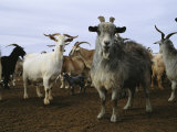 A Herd of Goats on a Desert Ranch Photographic Print