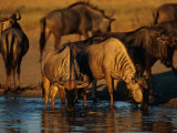 A Group of Black Wildebeests Gather to Drink at a Water Hole Photographic Print by Beverly Joubert