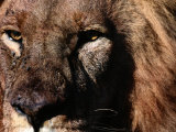 Portrait of a Male African Lion Photographic Print by Chris Johns