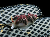 Nudibranch on a Patterned Shell Photographic Print by Wolcott Henry