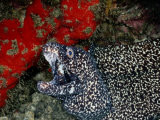 A Spotted Moray Eel Opens its Gaping Jaws Photographic Print by Wolcott Henry