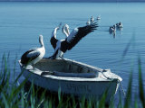 Two Pelicans Perched on a Dinghy, Five in the Lake Photographic Print