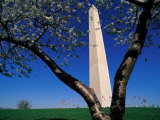 A Japanese Cherry Tree Frames the Washington Monument Photographic Print by Medford Taylor