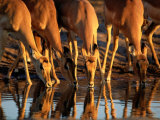 Female Impalas Drink at a Watering Hole Photographic Print by Beverly Joubert