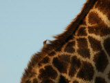Diagonal Close-up of Giraffe, Kruger National Park Photographie par Keith Levit