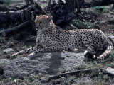 Cheetah Lámina fotográfica