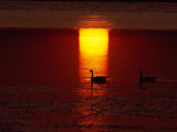 Silhouetted Canada Geese at Twilight Photographic Print by Medford Taylor