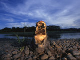 Close View of a Caiman with Gaping Jaws Photographic Print by Joel Sartore