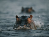 Hippos swim through the Chobe River Lámina fotográfica por Chris Johns Hippos swim through the Chobe River Lámina fotográfica por Chris Johns