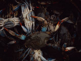 A Bucket of Soft-Shell Crabs Photographic Print