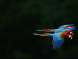 A Mated Pair of Red-And-Green Macaws Fly in Unison Photographic Print by Joel Sartore