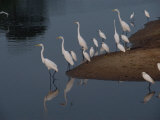 Common Egrets Stand at the Waters Edge Photographic Print