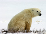 Polar Bear, Ursus Maritimus, Churchill, Manitoba Photographic Print by Yvette Cardozo