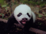 Juvenile Panda Just Starting to Open Her Eyes Fotografie-Druck von Lu Zhi