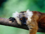 Female Black Lemur (Eulemur Macaco Macaco) on Branch, Antsiranana, Madagascar Photographic Print by Karl Lehmann