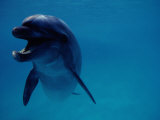 A Bottlenose Dolphin Swims in the Aquarium at Sea Life Park Photographie par Chris Johns