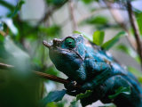 Male Parson's Chameleon in Analamazaotra Reserve, Toamasina, Madagascar Photographic Print by Karl Lehmann