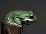 Green Tree Frog, Hyla Cinerea Photographic Print by Larry Jernigan