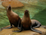 Vancouver, Canada, Aquarium at Stanley Park Photographic Print by Keith Levit