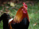 A Portrait of a Captive Red Junglefowl Photographic Print by Tim Laman