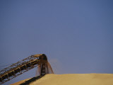 A Conveyor Belt Loads Wheat Grain onto a Storage Mound in Moree Photographic Print by Jason Edwards
