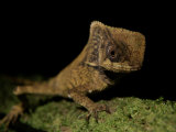 A Close View of a Helmeted Iguana Photographic Print