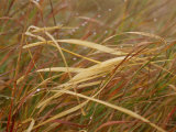A Close View of Raindrops on the Meadow Grass Fotografie-Druck von Raymond Gehman