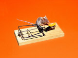 Brown and White Mouse Standing on Edge Photographic Print