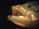 Coral Grouper, Red Sea, Egypt Photographic Print by Jeff Rotman