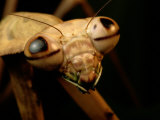 The Eyes and Mandibles of a Mantid Photographic Print by George Grall