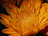 Close View of Golden Marigold Sprinkled with Pollen Photographic Print by Brian Gordon Green