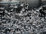 A Pair of Black-Headed Gulls Fly over a Group of Birds on the Water Photographic Print