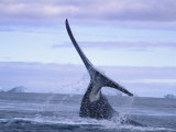 A Bowhead Whale, Also Known as a Greenland Right Whale, Smashes its Tail on the Waters Surface Photographic Print by Paul Nicklen