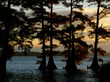Bald Cypress Trees Growing Along the Banks of Reelfoot Lake Fotografie-Druck von Raymond Gehman