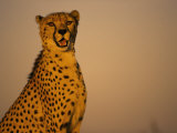Cheetah, South Africa Photographic Print by Stuart Westmorland