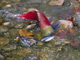 Sockeye Salmon, Also Called Red Salmon Photographic Print by Paul Nicklen