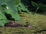 Alligator in the Swamp Photographie par Kevin Leigh