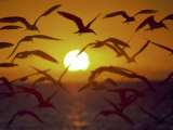 Sunset and Seagulls on Green Key, Port Richey Photographie par Dennis Macdonald