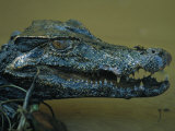 Close View of a Caiman and its Gaping Jaws Photographic Print by Joel Sartore