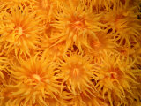 Close View of Cup Coral Photographic Print by Wolcott Henry