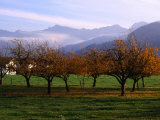 Morning Mist Over Orchards Beneath Bavarian Alps, Germany Photographie par Wayne Walton