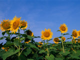A Close View of Sunflowers Photographic Print by Medford Taylor