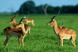 Impalas Photographic Print by Beverly Joubert