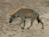 Spotted Hyaena, Africa Photographic Print by Keith Levit