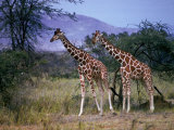 Two Giraffes Lámina fotográfica Two Giraffes Lámina fotográfica